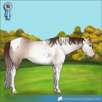 Horse Color:Gray Chocolate Bay Dun Tobiano