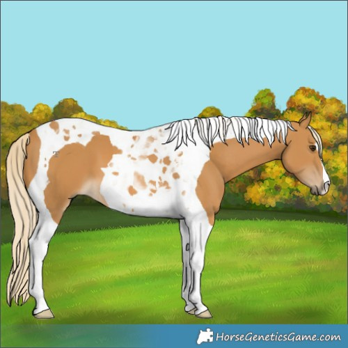 Horse Color:Palomino Tobiano