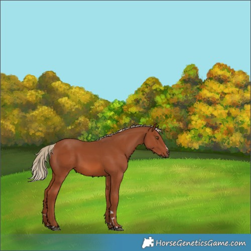 Horse Color:Chestnut 