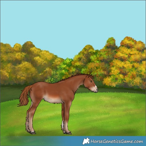 Horse Color:Chestnut 