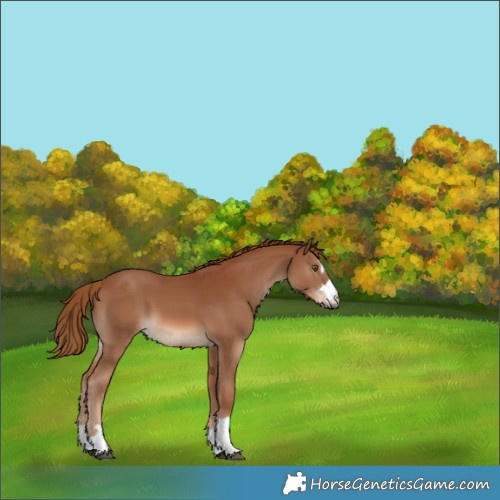 Horse Color:Chestnut 