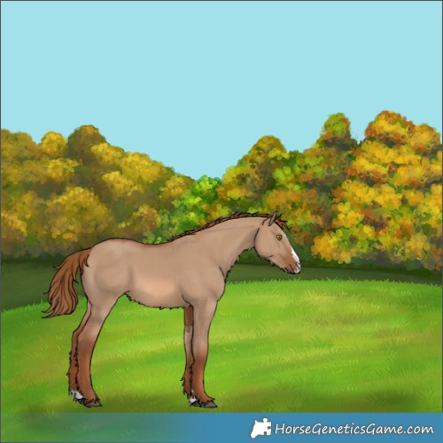 Horse Color:Red Dun Splash 