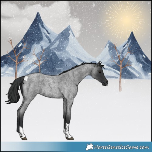 Horse Color:Blue Roan Tobiano