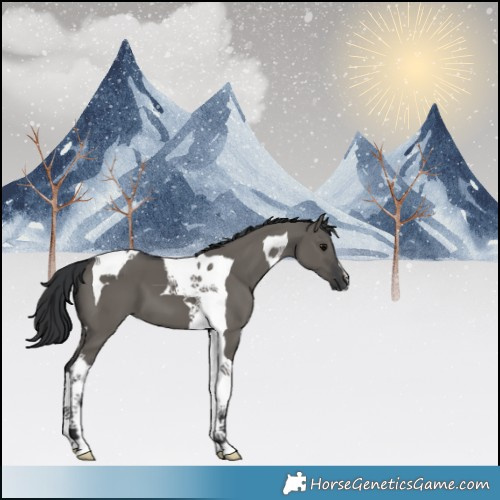 Horse Color:Grullo Tobiano 