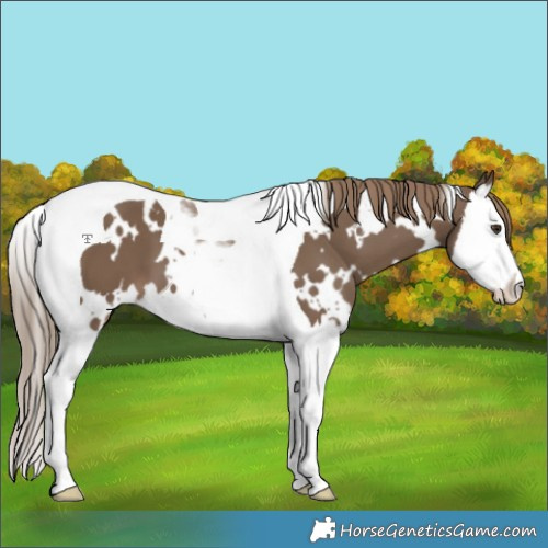 Horse Color:White Spotted Liver Red Dun Splash Tobiano 