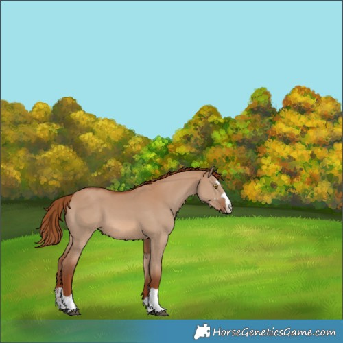 Horse Color:Red Dun 