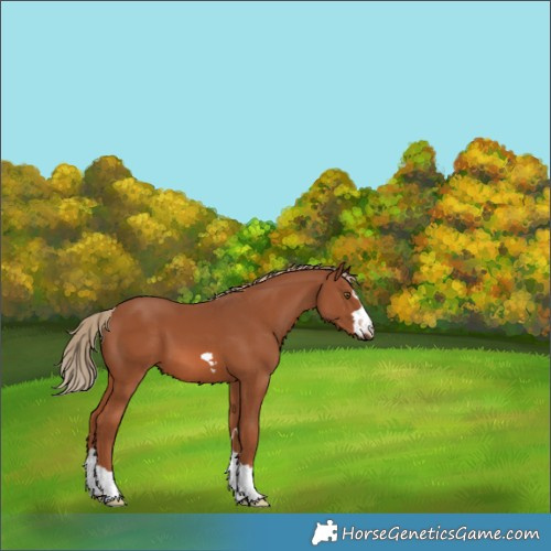 Horse Color:Chestnut 