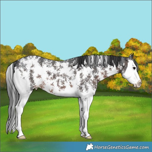 Horse Color:Brown Sabino Splash