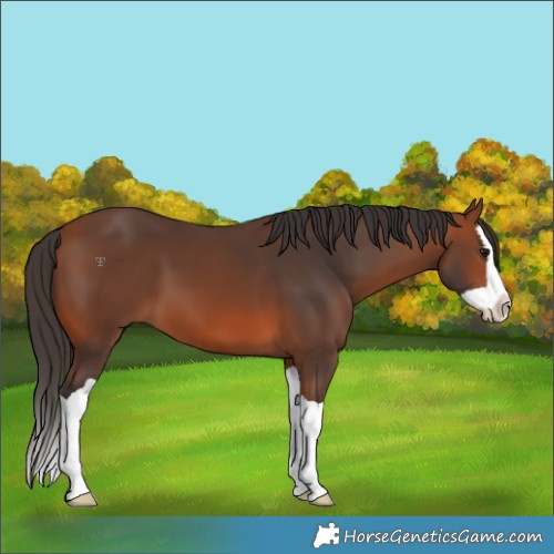 Horse Color:Bay Splash 