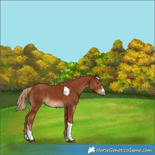Horse Color:Chestnut Tobiano 