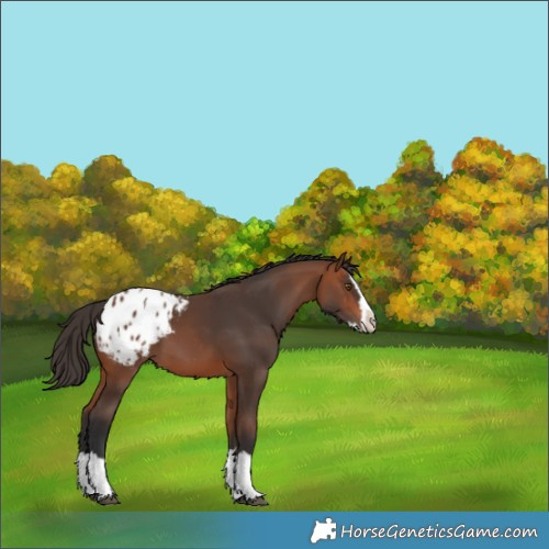 Horse Color:Bay Splash Blanket 