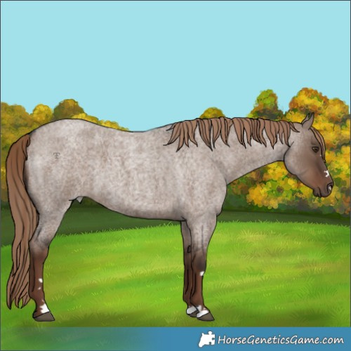 Horse Color:Liver Red Dun Roan 