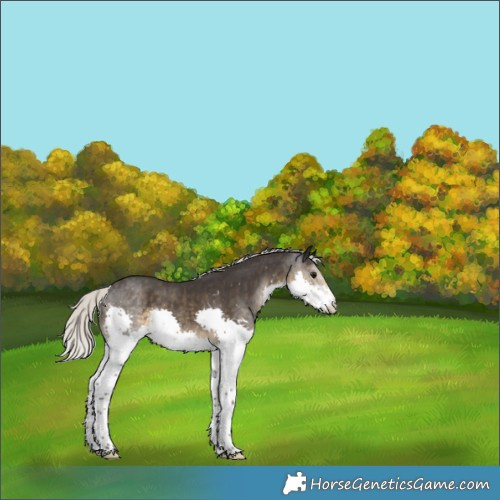 Horse Color:Silver Smoky Black Splash Rabicano 