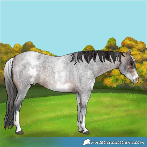 Horse Color:White Spotted Bay Roan