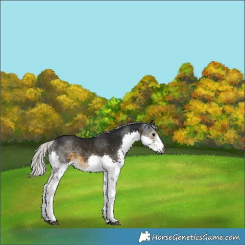 Horse Color:Gray White Spotted Silver Smoky Black Splash Rabicano 