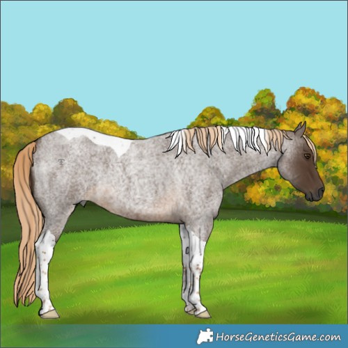 Horse Color:Gray Chocolate Palomino Roan Tobiano Rabicano
