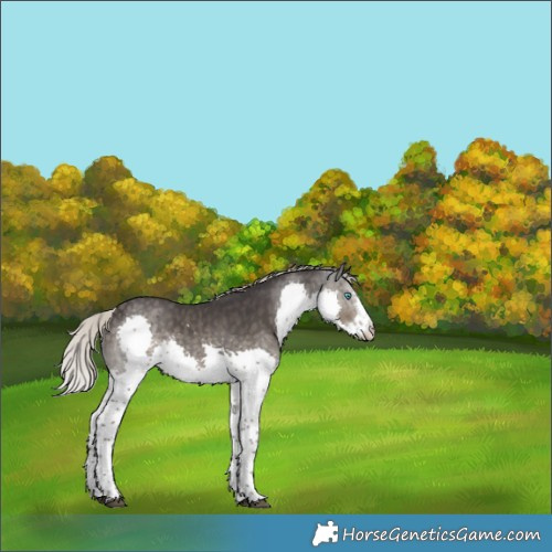 Horse Color:Silver Smoky Black Splash Rabicano