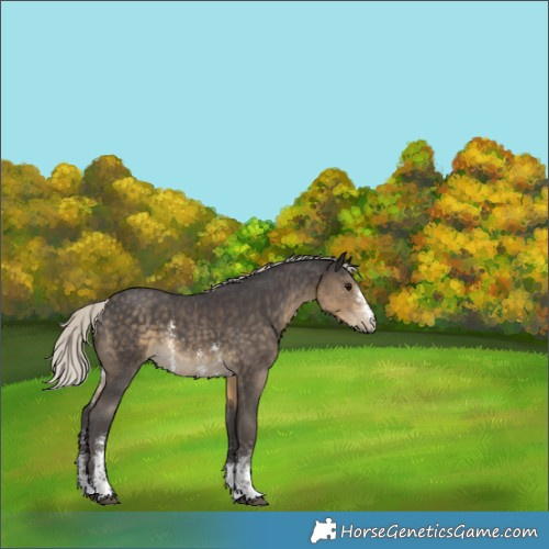 Horse Color:Silver Smoky Black Sabino Rabicano