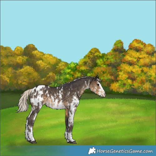 Horse Color:Silver Smoky Black Sabino Appaloosa 