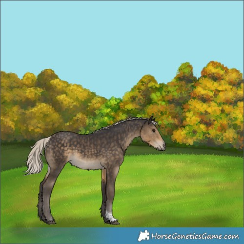 Horse Color:Silver Smoky Black Tobiano 