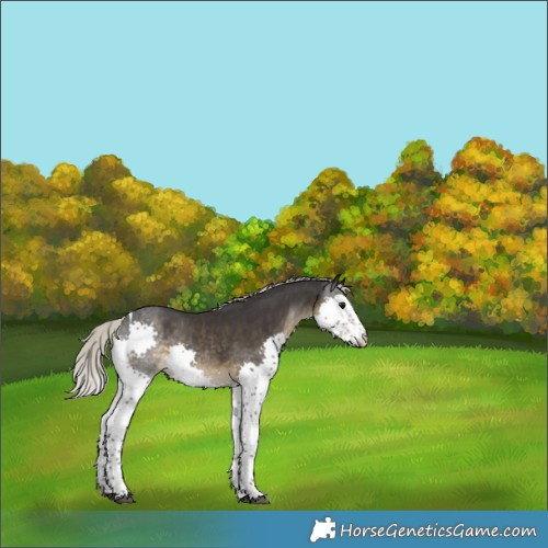 Horse Color:Silver Smoky Black Splash Tobiano