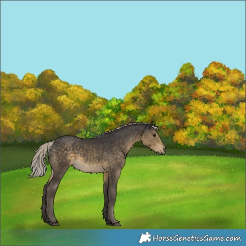 Horse Color:Silver Smoky Black Rabicano 