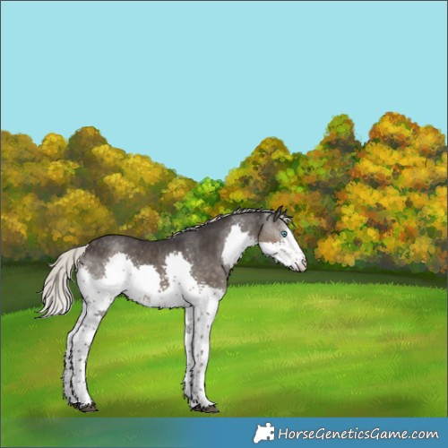 Horse Color:Silver Smoky Black Sabino Splash Rabicano 