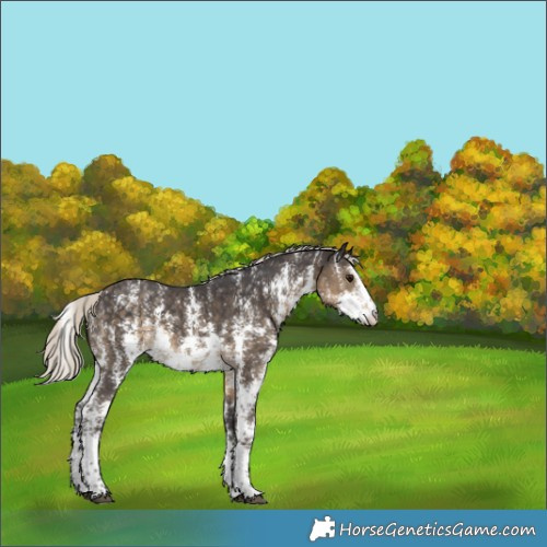 Horse Color:Silver Smoky Black Sabino 