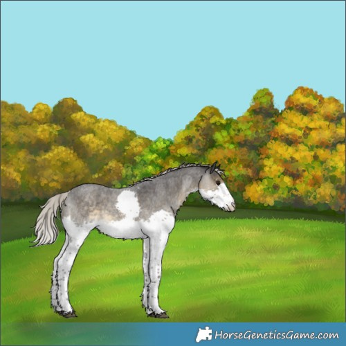 Horse Color:Silver Smoky Blue Roan Sabino Splash Rabicano 