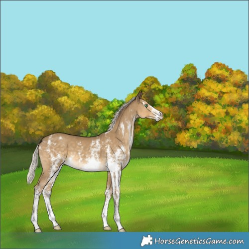 Horse Color:Silver Classic Cream Champagne Sabino Appaloosa Rabicano 