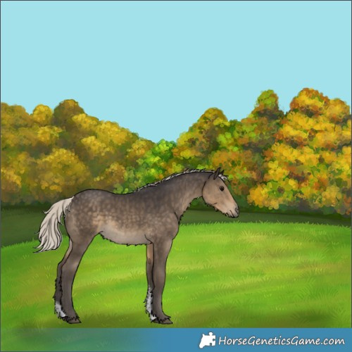 Horse Color:Silver Smoky Black Sabino 