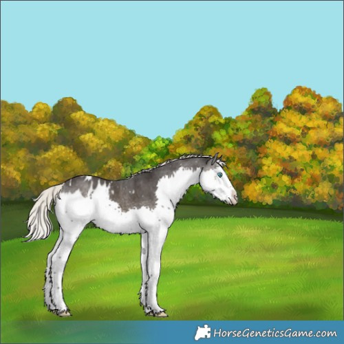 Horse Color:Silver Smoky Black Sabino Splash Appaloosa 