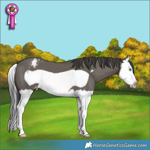Horse Color:Grullo Splash Frame Appaloosa