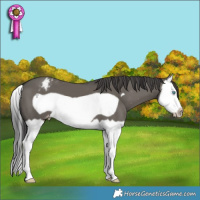 Horse Color:Grullo Splash Frame Varnish 