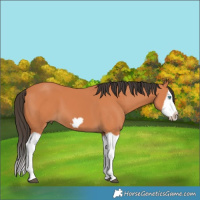 Horse Color:Bay Splash Frame