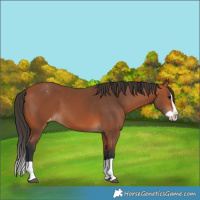 Horse Color:Bay Splash Varnish 