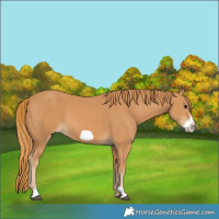 Horse Color:Chestnut Frame 