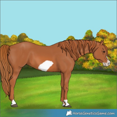 Horse Color:Chestnut Frame 