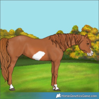 Horse Color:Chestnut Frame 