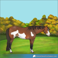 Horse Color:Bay Frame 