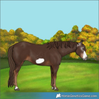 Horse Color:Gray Chestnut Frame 