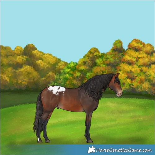 Horse Color:Bay Appaloosa