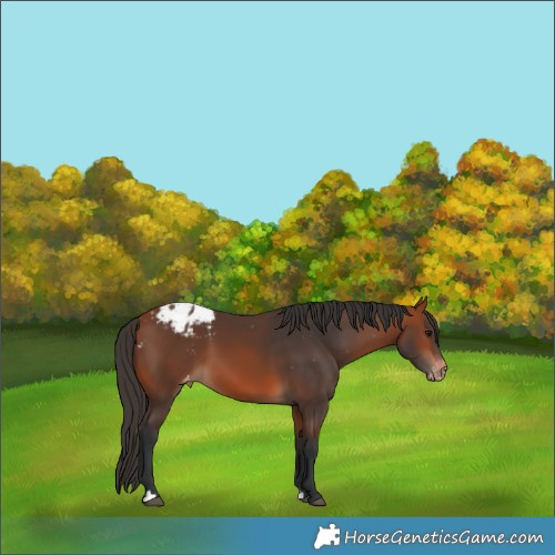 Horse Color:Bay Blanket 