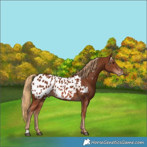 Horse Color:Chestnut Appaloosa Rabicano 