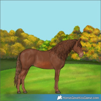 Horse Color:Chestnut Appaloosa Rabicano
