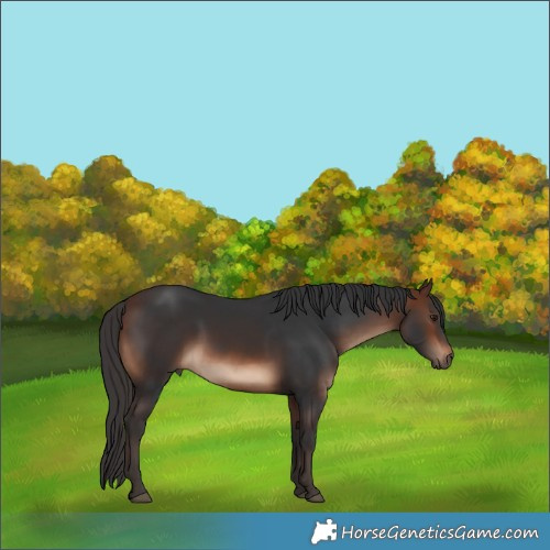 Horse Color:Brown 