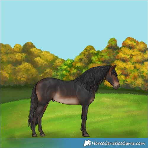 Horse Color:Brown 