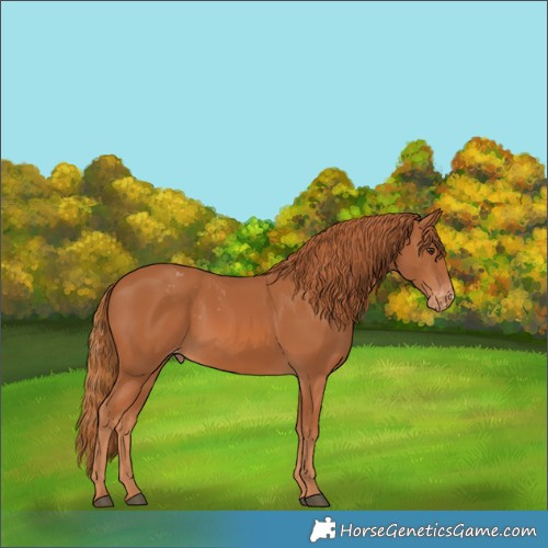 Horse Color:Chestnut Appaloosa 