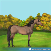 Horse Color:Bay Dun Rabicano 