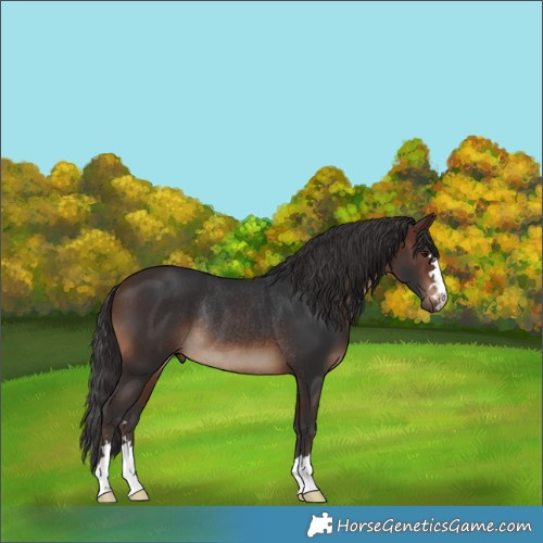 Horse Color:Brown Rabicano 
